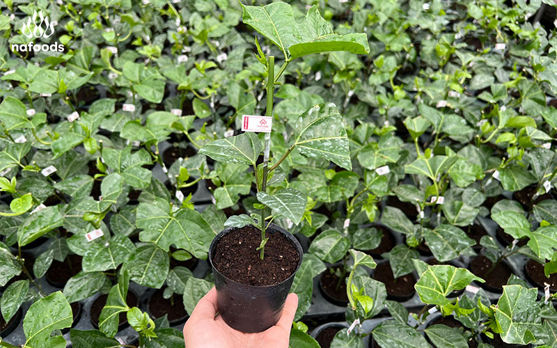 mua cây giống chanh dây ở đâu tốt