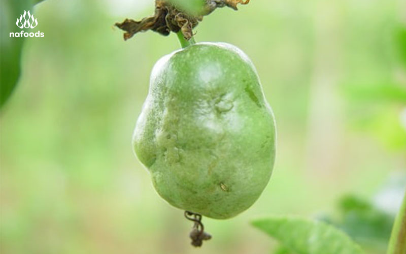 Bệnh trên cây chanh dây