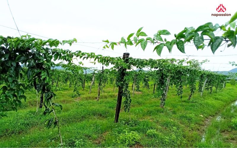 Cố định dây chanh leo theo đường dây kẽm