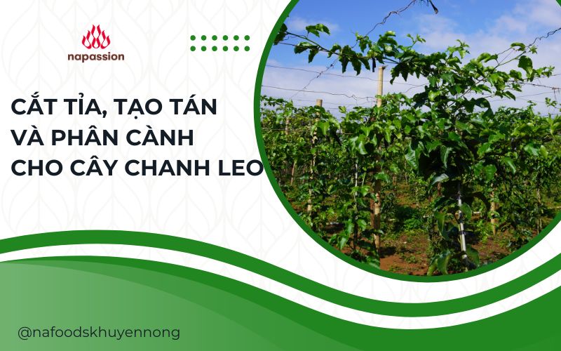 Kỹ thuật cố định tạo tác cắt tỉa cây chanh leo