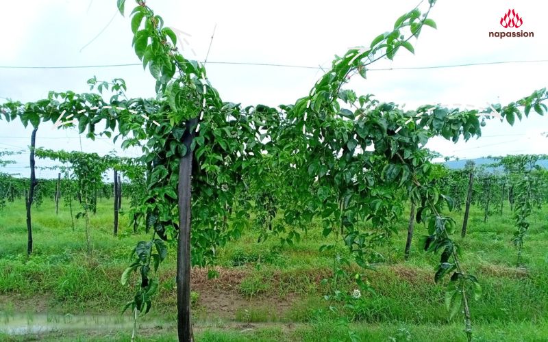 Tạo tán và cắt tỉa cành chanh leo