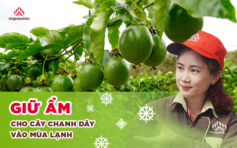 giu am cho cay chanh day vao mua lanh