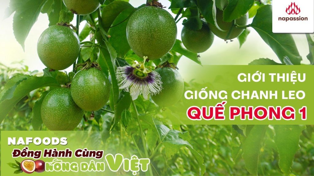 giong chanh leo dau tien cua viet nam
