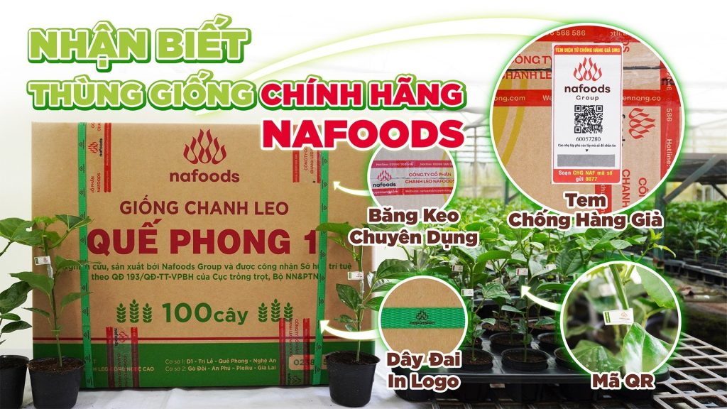 giong chanh leo dau tien cua viet nam