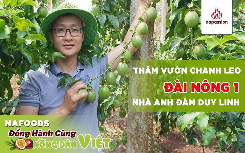 tham-vuon-chanh-leo-dai-nong-1