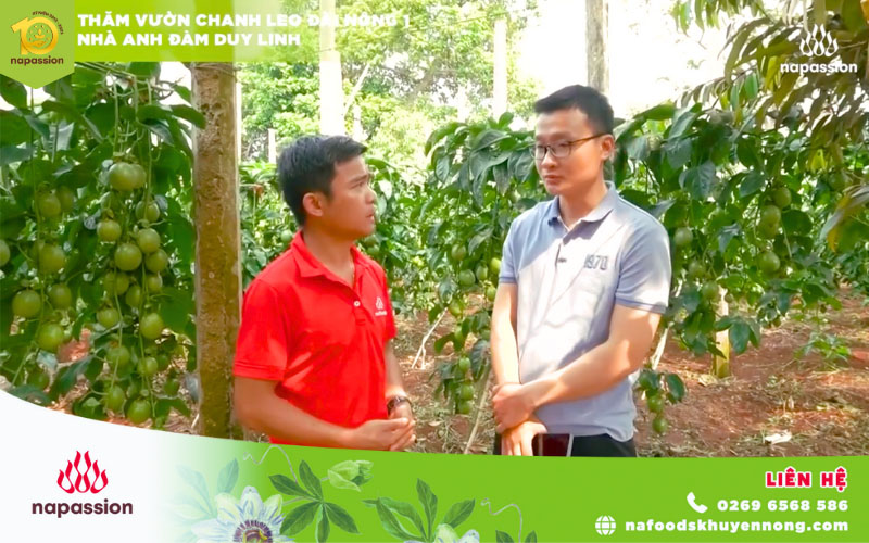 tham-vuon-chanh-leo-dai-nong-1