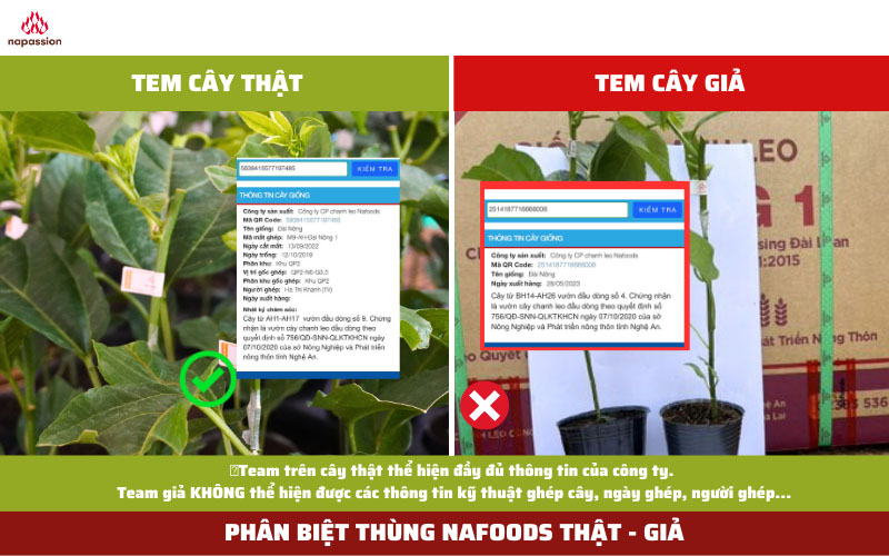 hang gia hang nhai thung giong nafoods
