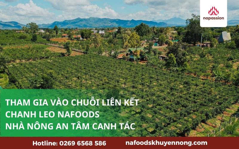 lien ket vung trong nafoods