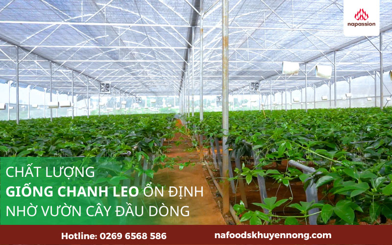 chat luong giong chanh leo on dinh nho vuon cay dau dong