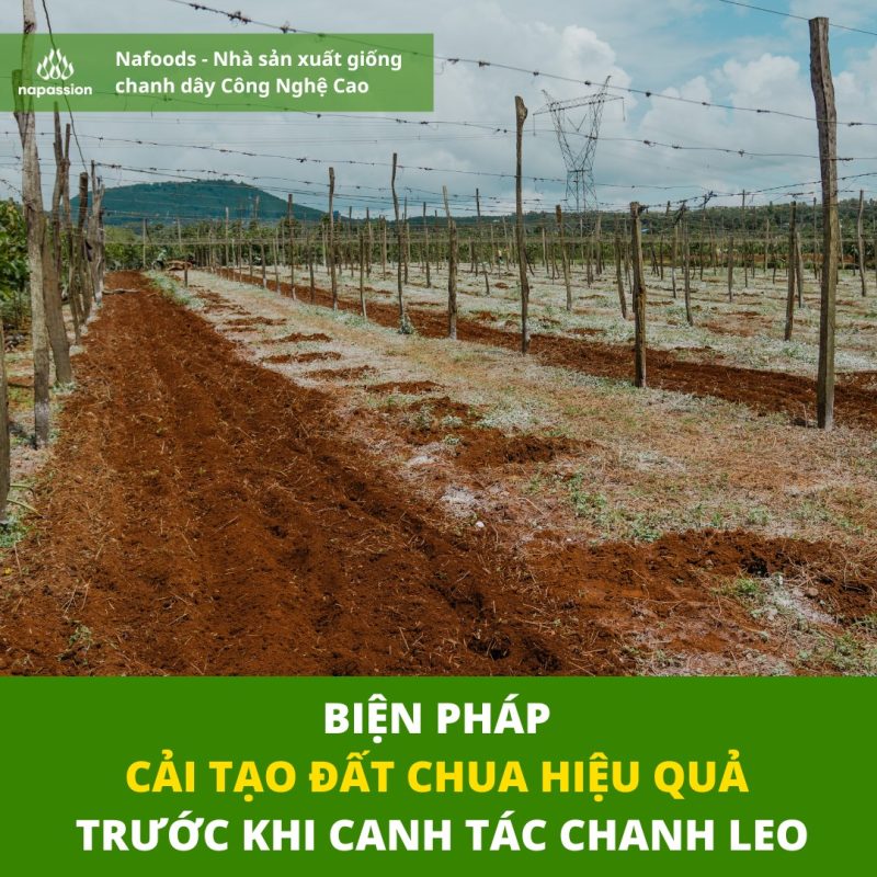 bien phap cai tao dat chua hieu qua khi canh tac chanh leo