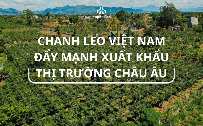 Tại sao chanh leo việt nam đẩy mạnh xuất khẩu thị trường châu âu