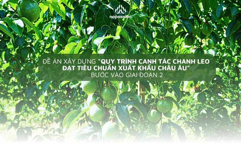 Giai đoạn 2 đề án quy trình canh tác chanh leo chuẩn xuất âu
