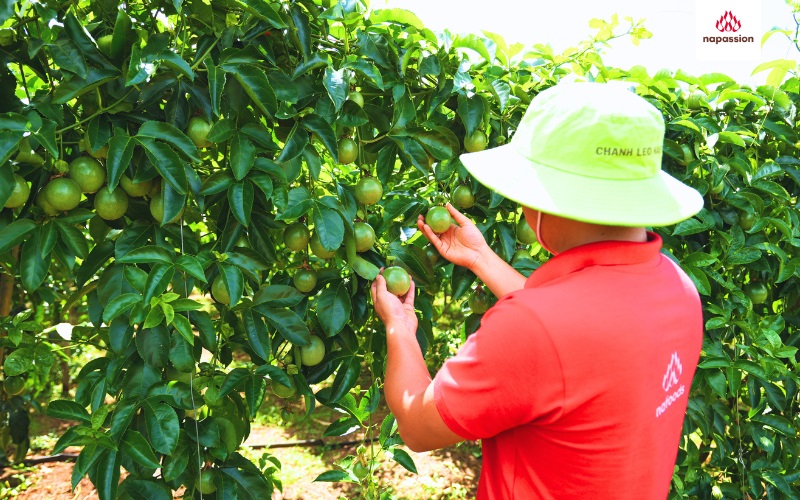 kỹ thuật viên nafoods đi thực địa tại vùng trồng chanh leo