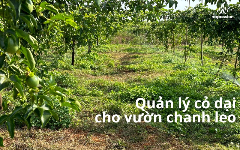 lợi ích thảm cỏ và phương pháp quản lý cỏ dại hiệu quả