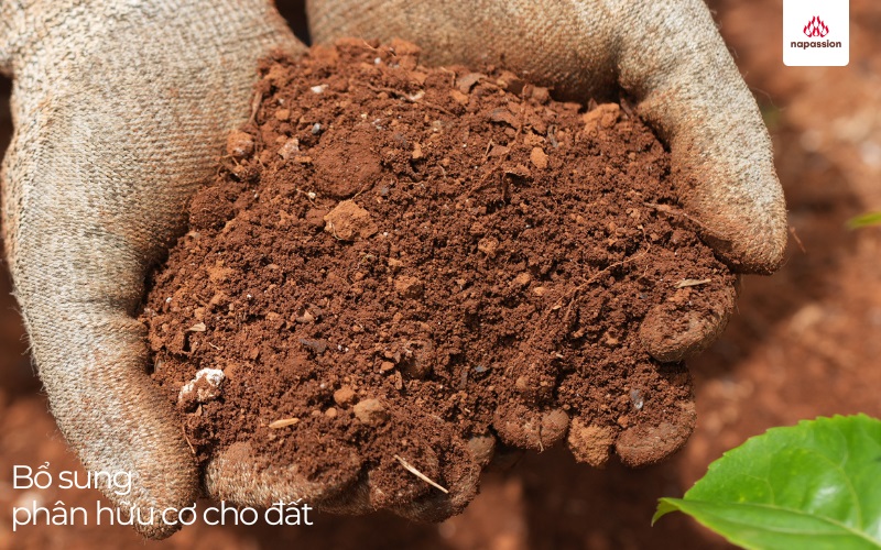 Bổ sung phân hữu cơ cho đất