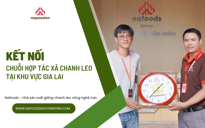 Kết nối giữa nafoods và chuỗi hợp tác xã chanh leo tại gia lai