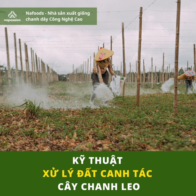 Kỹ thuật xử lý đất canh tác cây chanh leo