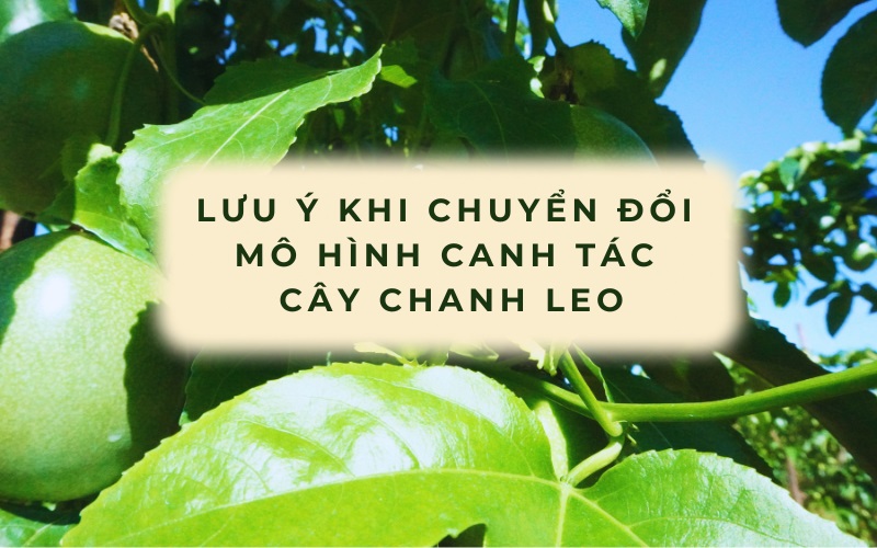 Lưu ý khi chuyển đổi mô hình canh tác chanh âu vào mùa mưa