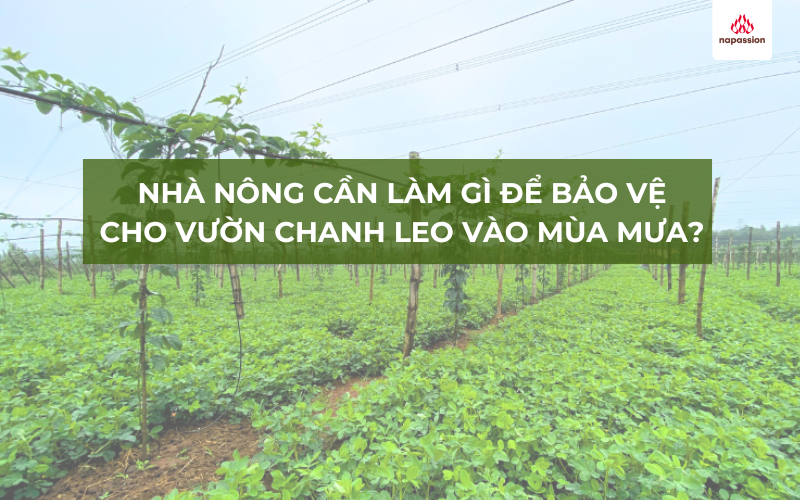 nhà nông cần làm gì để bảo vệ vườn chanh leo vào mùa mưa