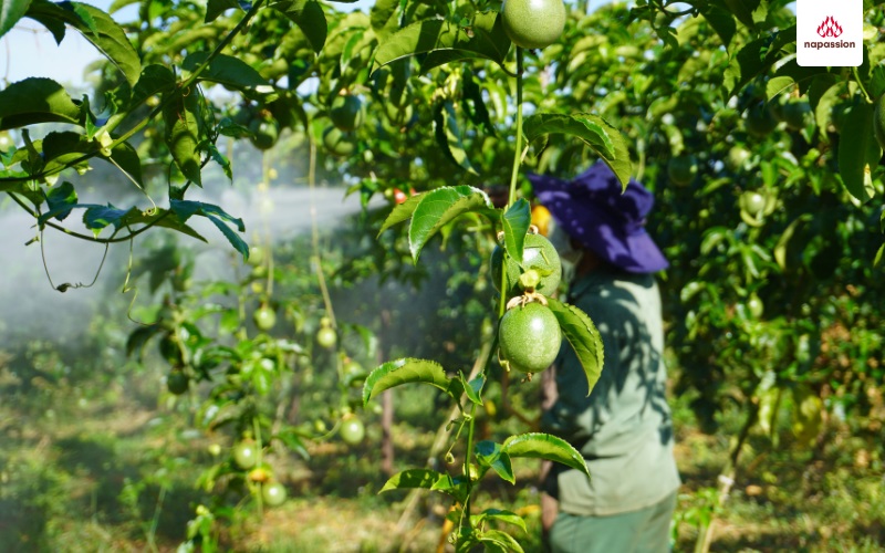 Chủ động phun các loại thuốc giúp phòng tránh các bệnh do nấm bệnh gây ra