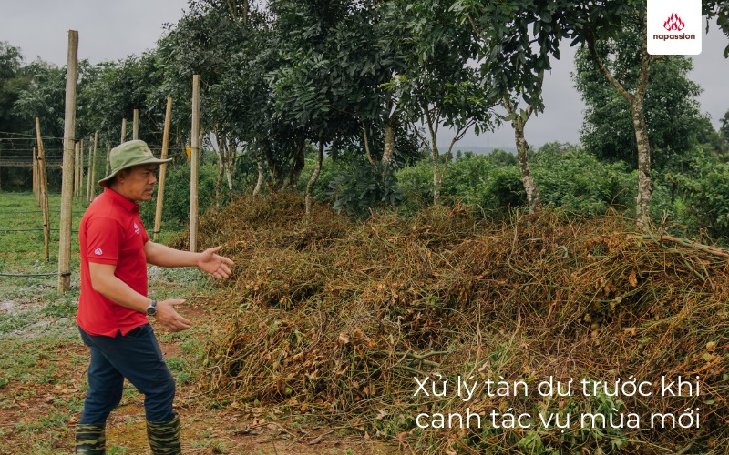 xử lý tàn dư cây trồng vụ trước trước khi canh tác vụ mới