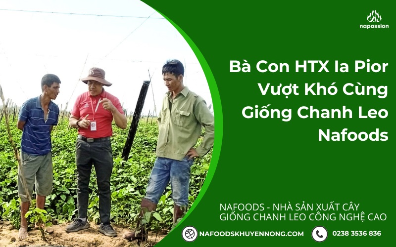 Hợp tác xã Ia Pior vượt khó cùng giống chanh leo nafoods