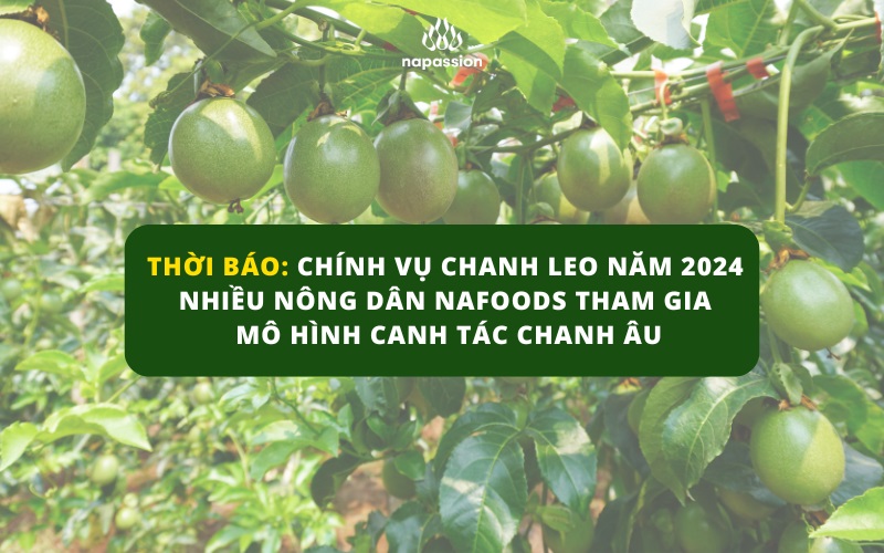 thời báo chính vụ chanh leo năm 2024