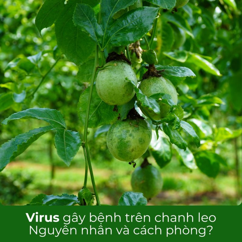virus gây bệnh trên cây chanh leo
