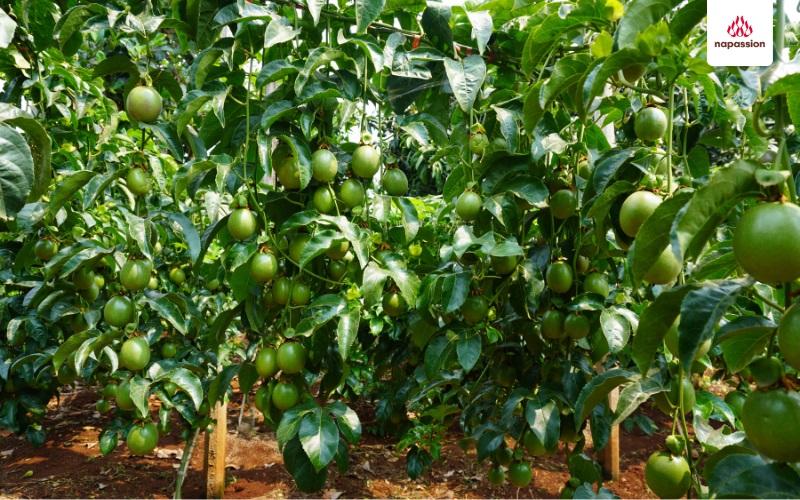 Vườn chanh leo nông hộ nafoods canh tác theo hướng xuất âu