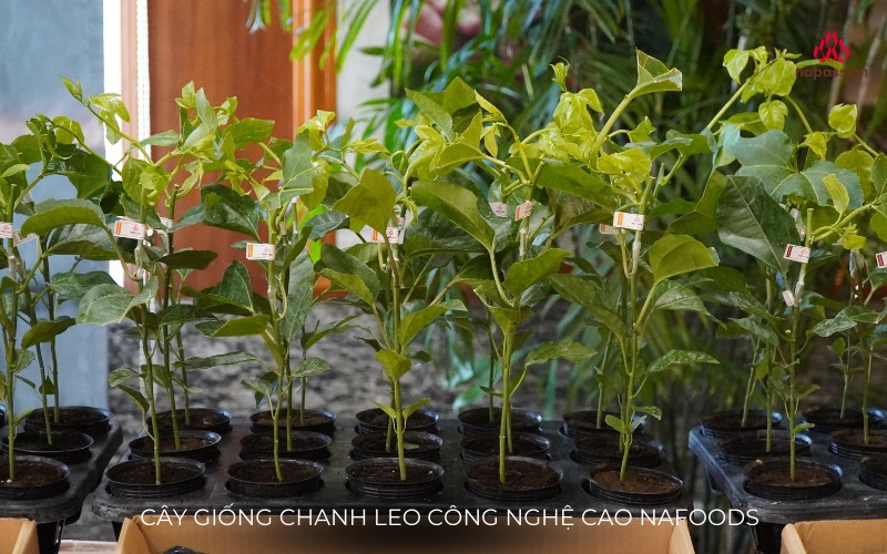 cây giống chanh leo công nghệ cao nafoods