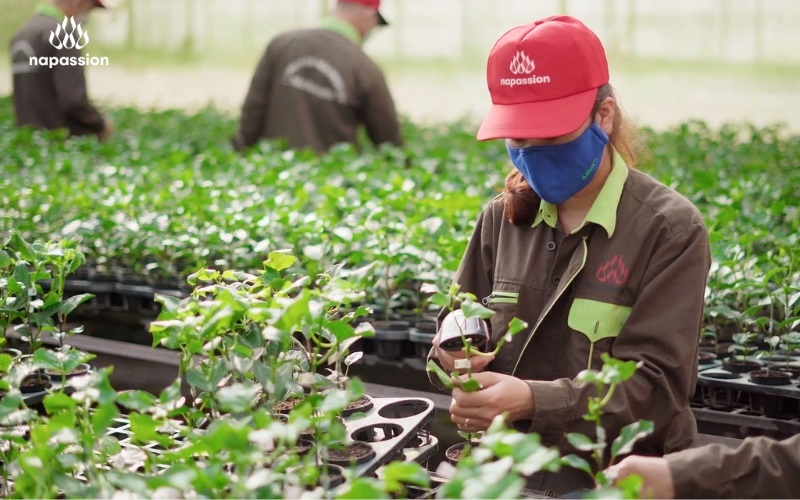 cây giống chanh leo sạch bệnh