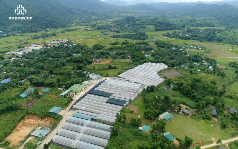 chuỗi giá trị khép kín tại nafoods