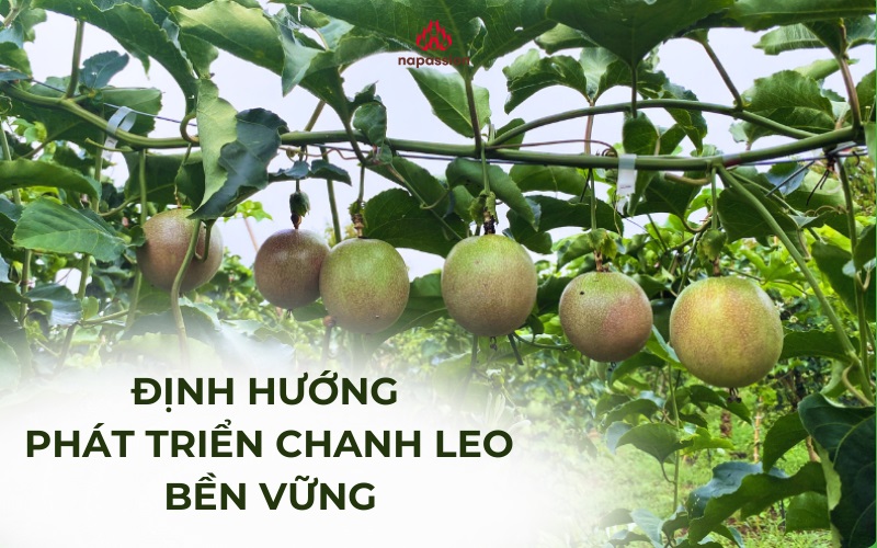 nafoods định hướng phát triển chanh leo bền vững