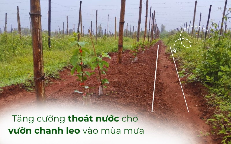 Vai trò và giải pháp cấp thoát nước cho vườn chanh leo vào mùa mưa