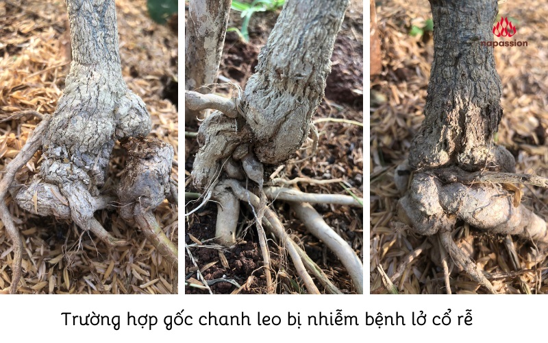 gốc cây chanh leo bị lở cổ rễ