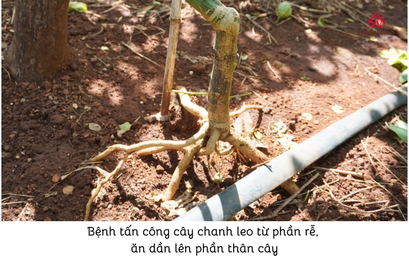 Rễ và phần thân sát rễ trên cây chanh leo bị nhiễm bệnh lở cổ rễ