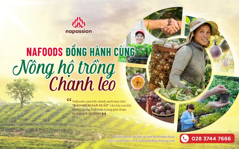 Chính sách bao tiêu bảo hiểm sản xuất nafoods đồng hành cùng nông hộ chanh leo
