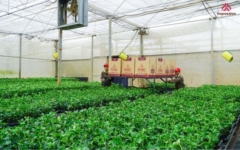 đội ngũ kiểm tra chất lượng cây giống nghiêm ngặt