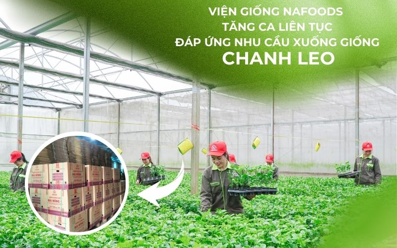 Viện giống nafoods tăng ca đáp ứng đơn hàng