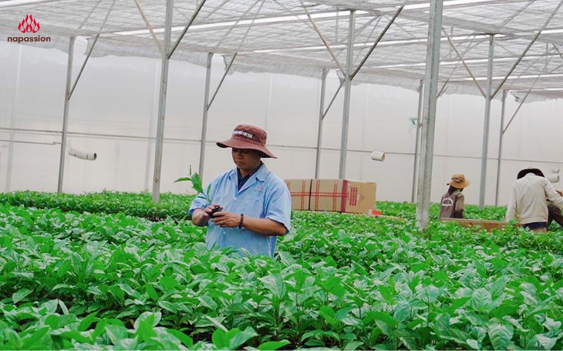 Cây giống chanh leo nafoods luôn được chuyên gia kiểm tra chất lượng