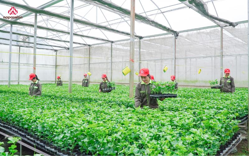 cây giống chanh leo tại viện giống nafoods