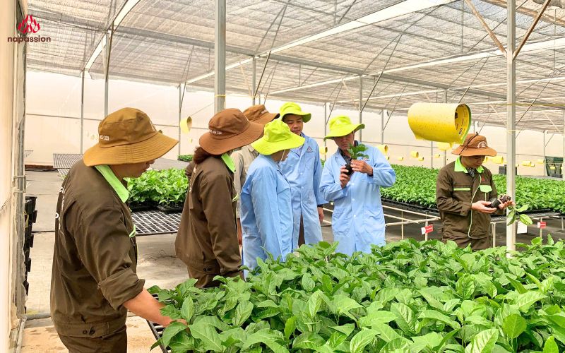 Các chuyên gia đài loan kiểm tra chất lượng cây giống chanh leo của Nafoods
