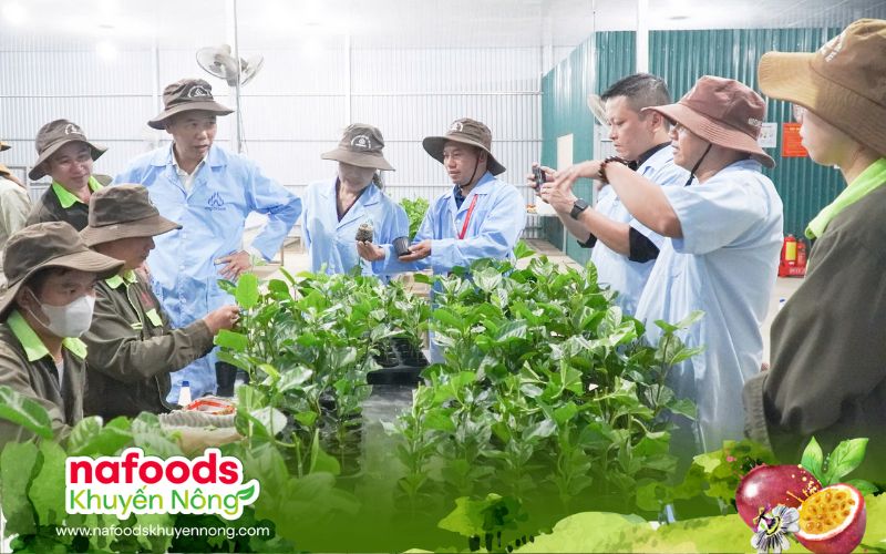 Đại diện Nafoods giới thiệu cây giống chanh leo đến thứ trưởng