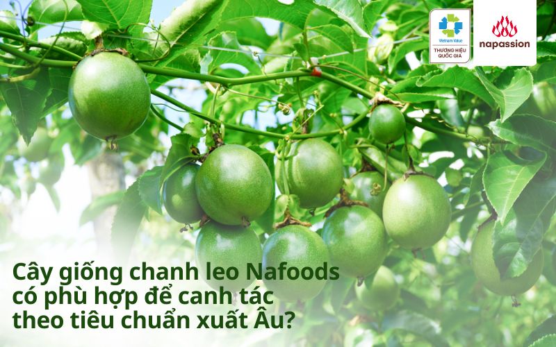 cây giống chanh leo nafoods canh tác chuẩn xuất âu