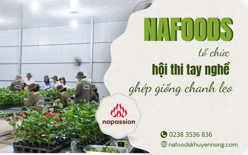 hội thi tay nghề ghép cây giống chanh leo Nafoods