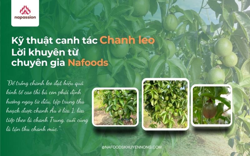 bí quyết canh tác mô hình chanh leo chuẩn xuất âu