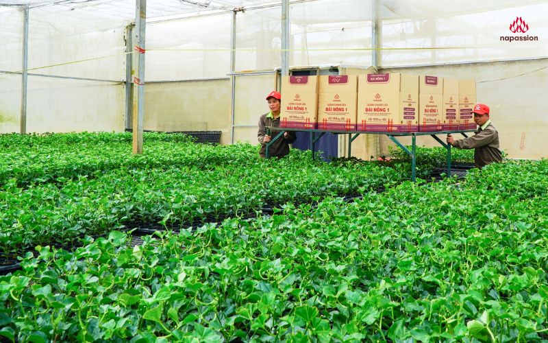 cây giống chanh leo nafoods tại vườn ươm