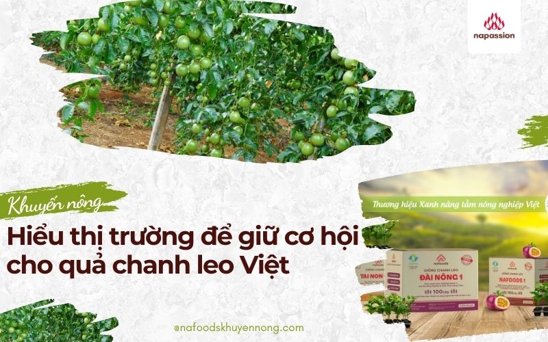 thị trường quả chanh leo việt
