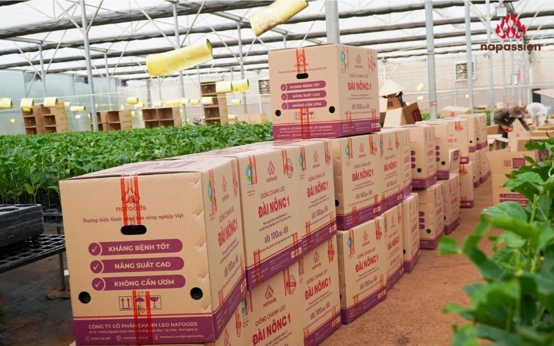 Thùng cây giống chanh leo chất lượng tại viện giống