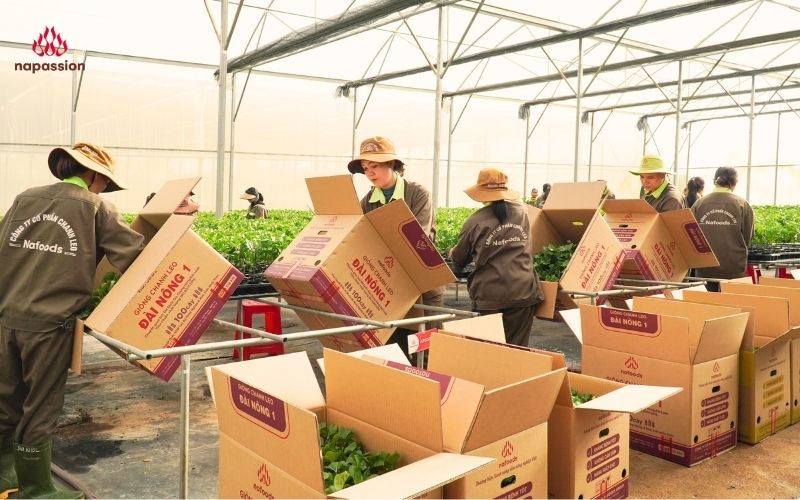 Viện giống chanh leo nafoods giữa cao điểm xuống giống của nhà vườn